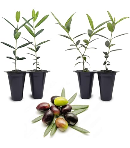 almondtree様 リクエスト 7点 まとめ商品 Amazon.com : New Fresh 60pcs Almond Tree Seeds Generic
